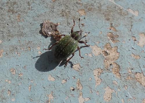 Réf. 276 654 : Hypera nigrirostris